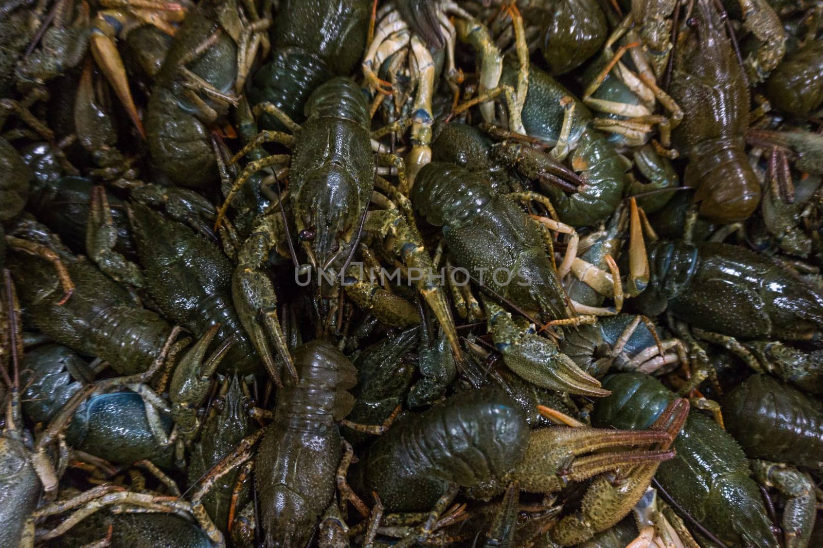 Live crayfish.  fresh crayfish