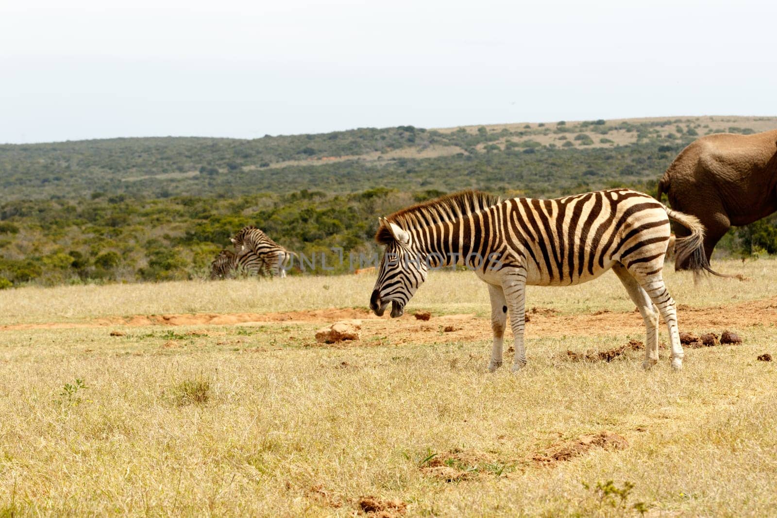 Burchell's zebra is a southern subspecies of the plains zebra. It is named after the British explorer and naturalist William John Burchell.