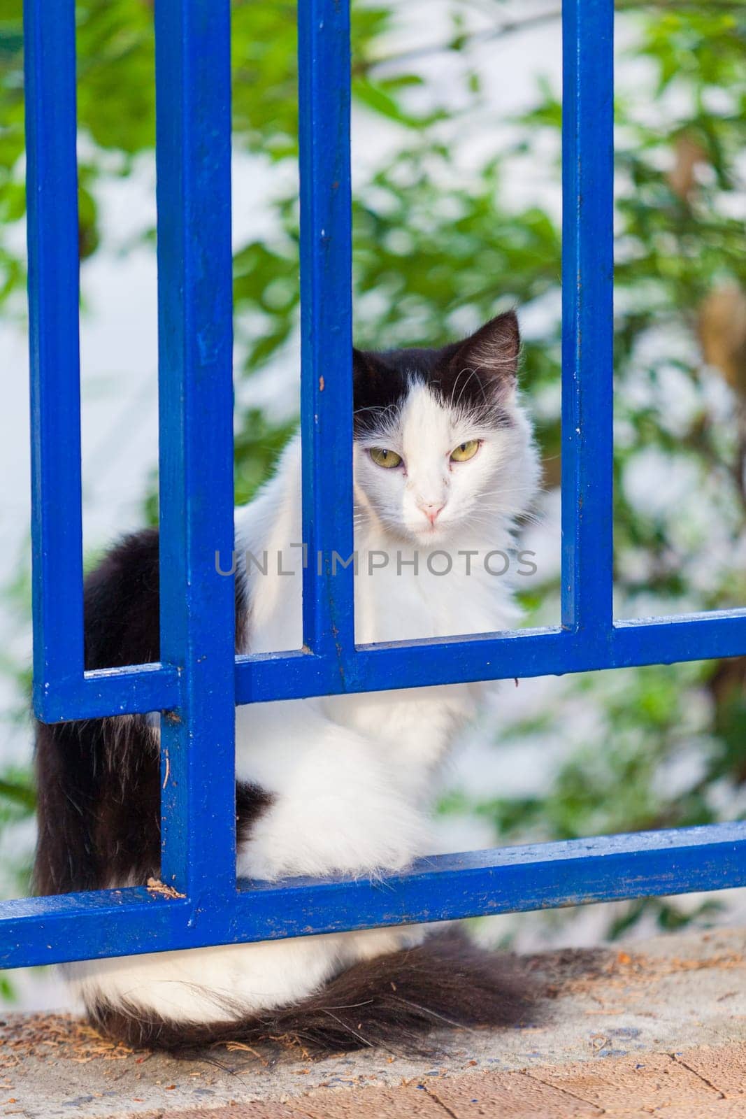 street cat