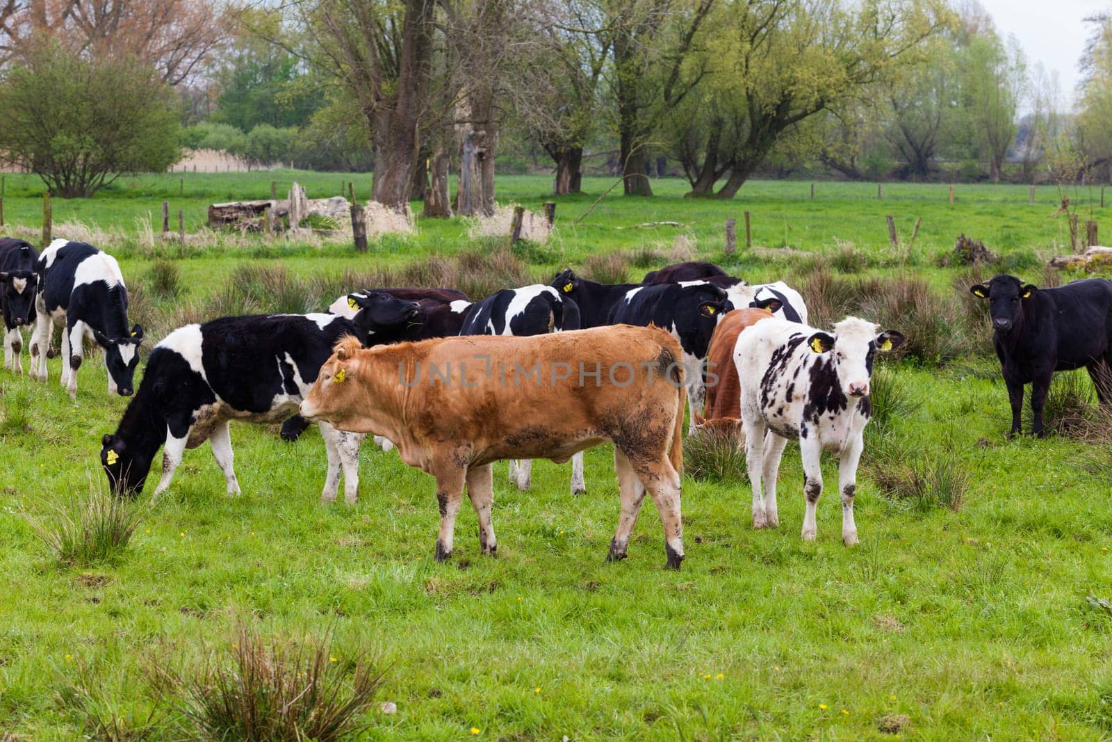 Herd of cows.  Cows on a green field.  cows on meadow