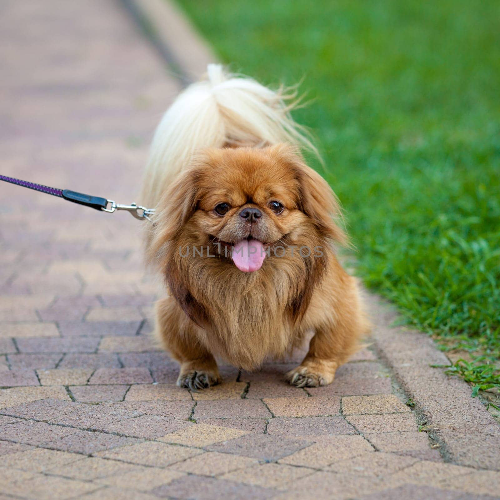 Pekingese dog