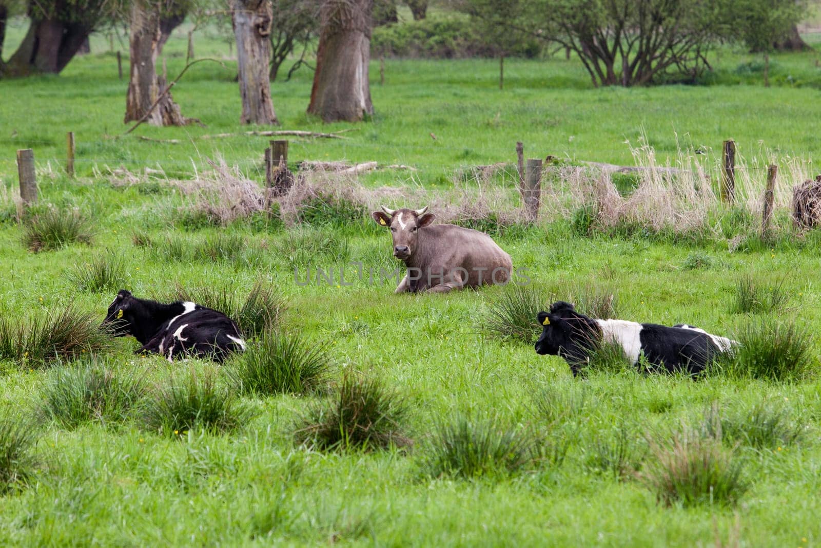 Cows on a green field.