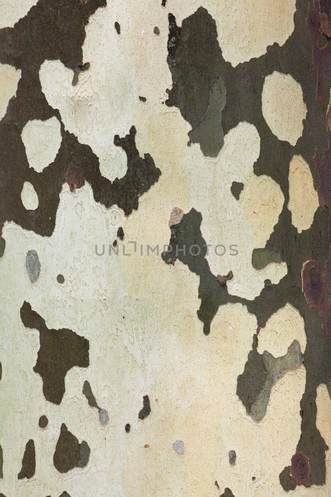 Wooden texture. Platan tree