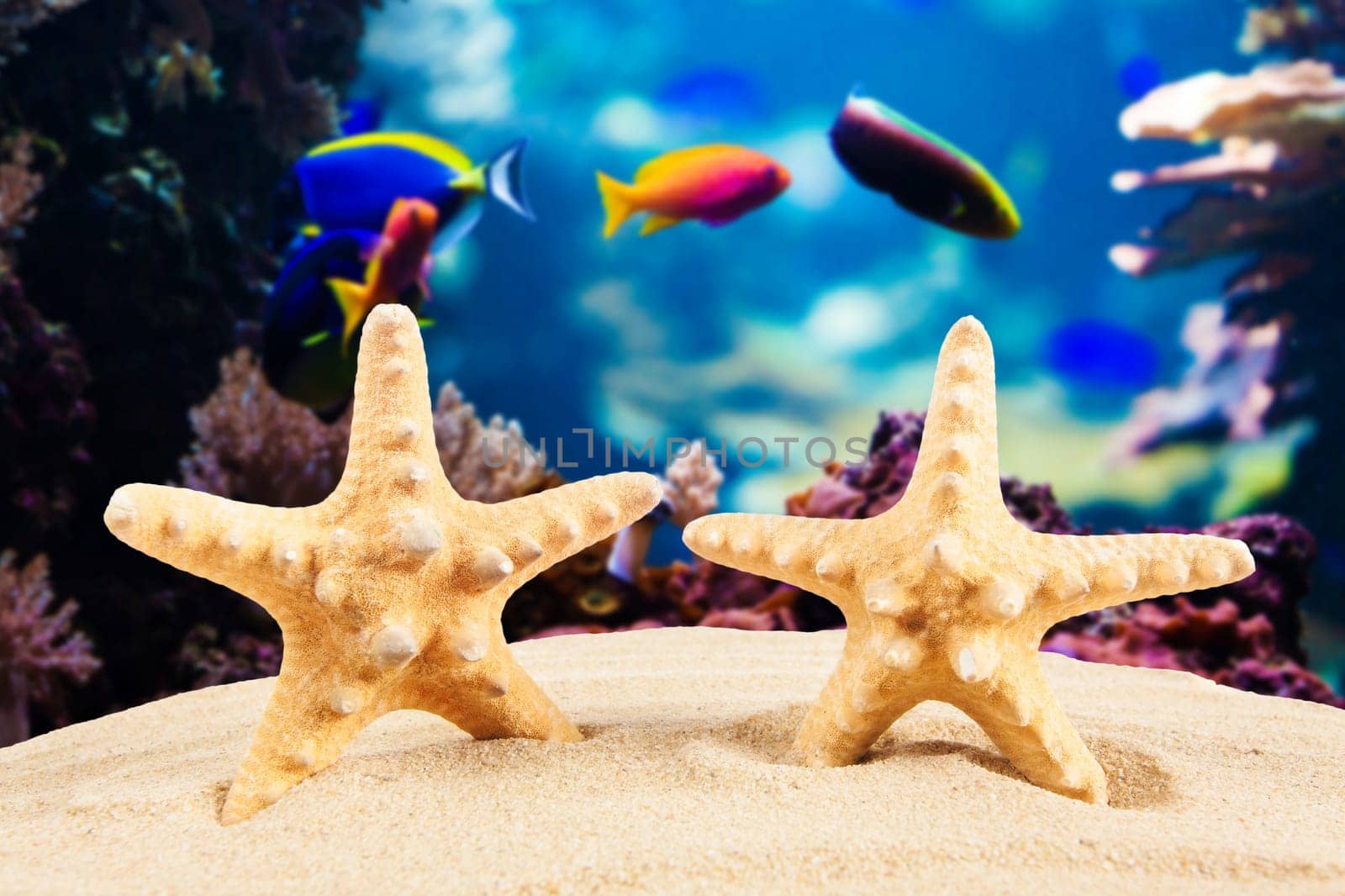 Summer concept.  starfish on a beach