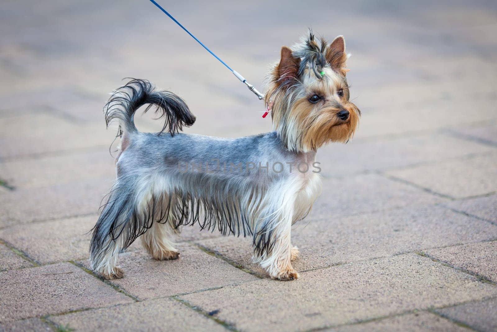 Yorkshire Terrier Dog