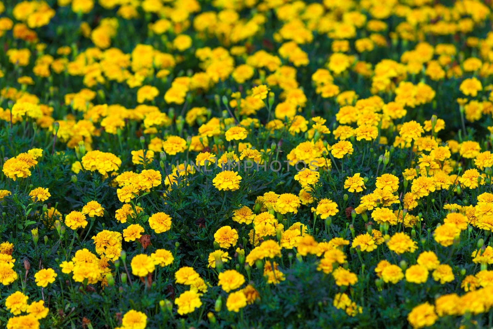Yellow flowers