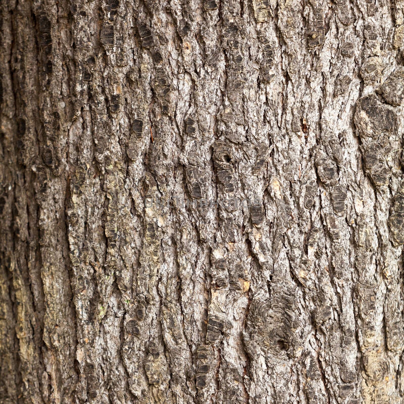 Tree bark texture