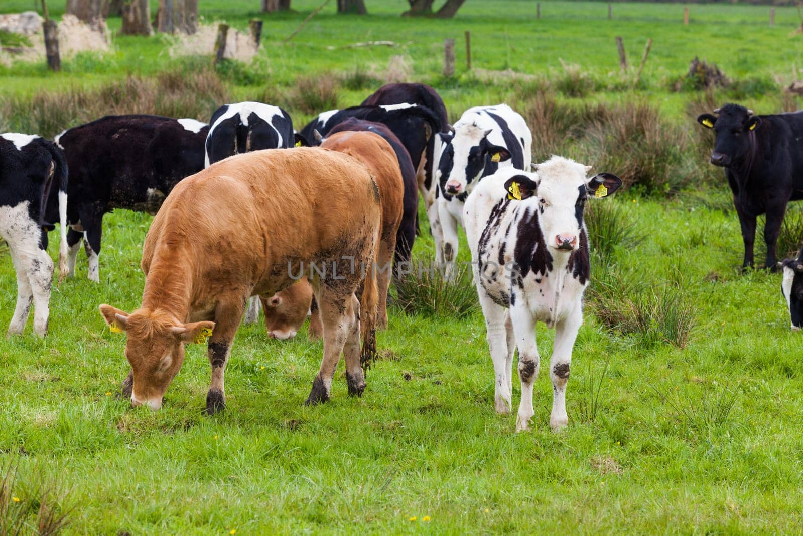 Herd of cows.  Cows on a green field.  cows on meadow