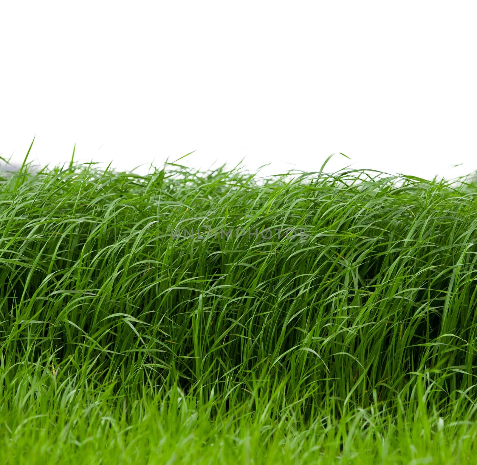 Grass isolated on white background.