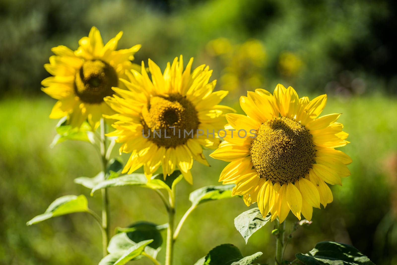 Sunflowers in full bloom in the sunshine