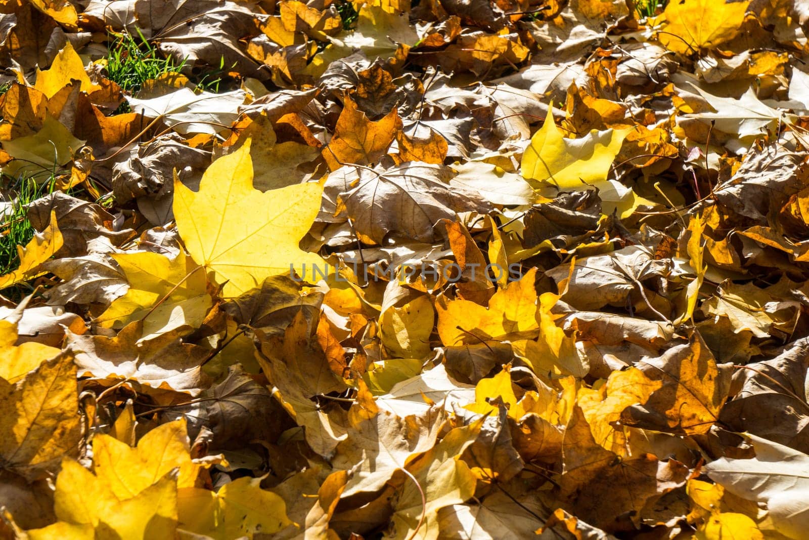 Many Golden autumn leaves covering the lawn while the sun shines through the beautiful leaves