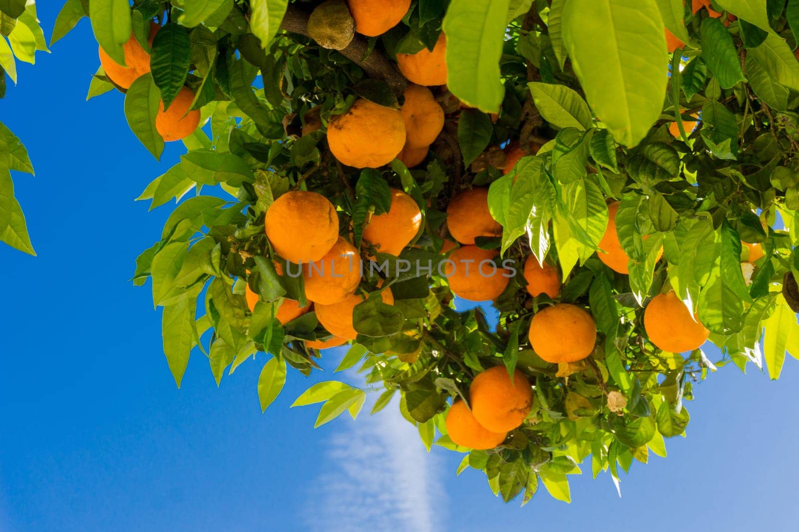 Orange tree. oranges hanging tree. Ripe tangerines on a tree branch.
