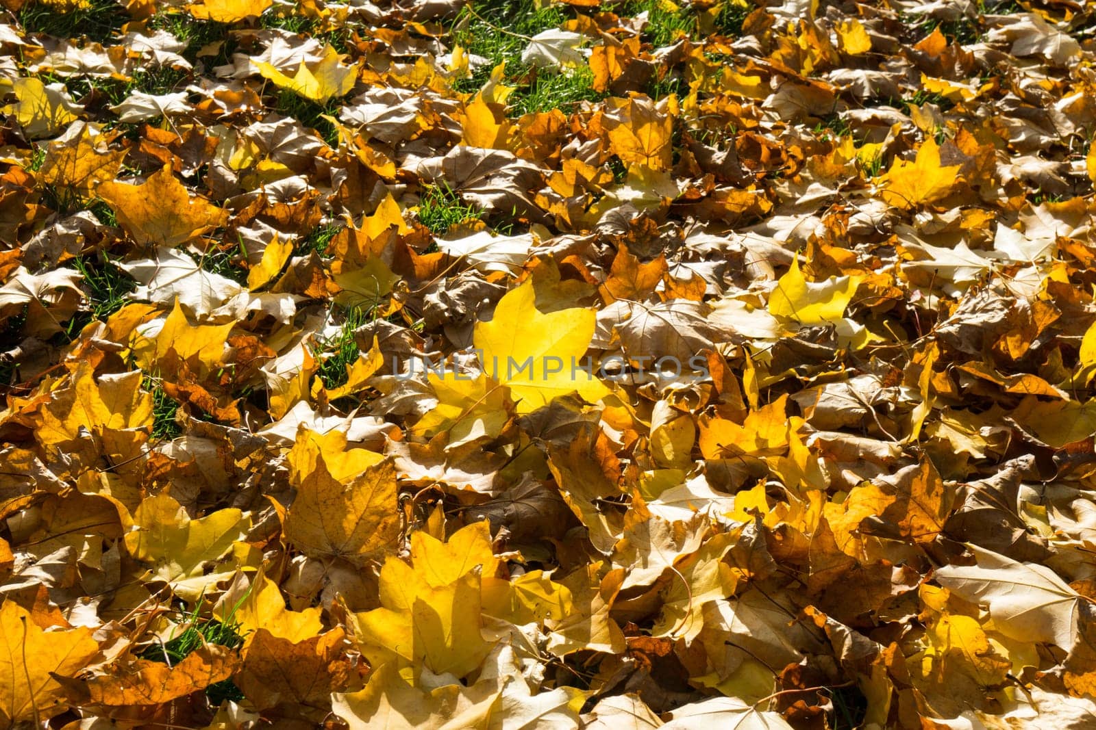Many Golden autumn leaves covering the lawn while the sun shines through the beautiful leaves