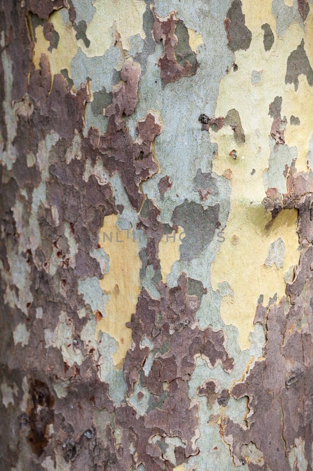 Wooden texture. Platan tree