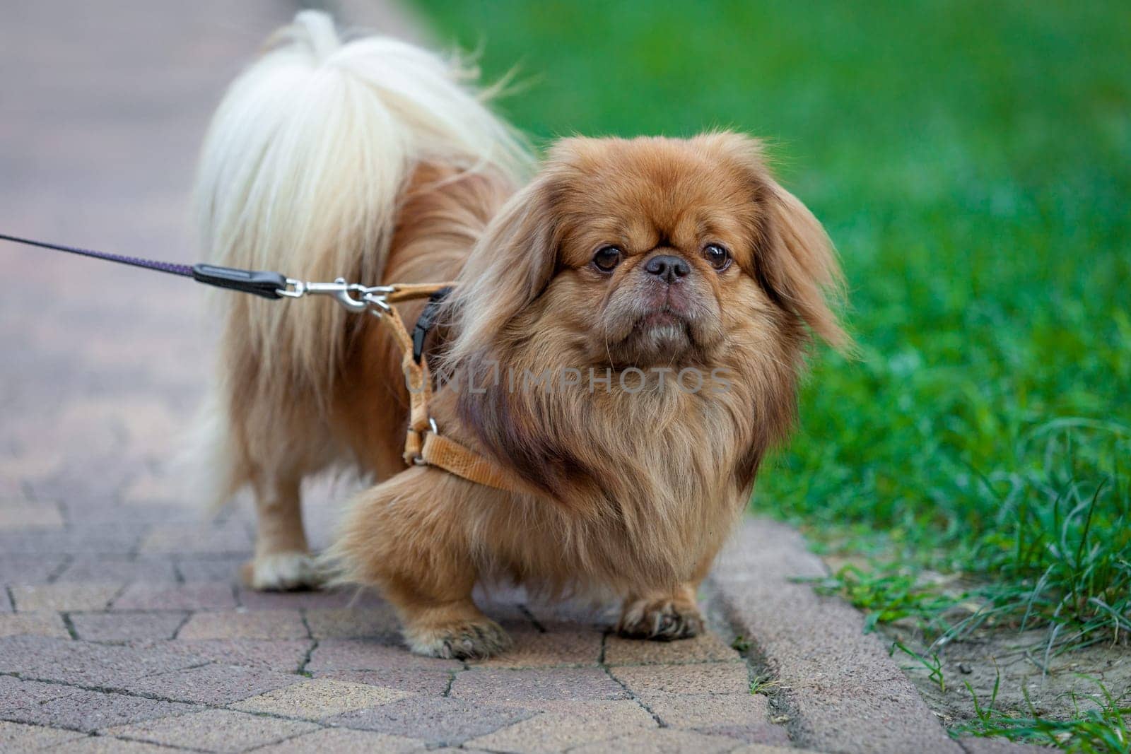 beautiful pekingese on grass