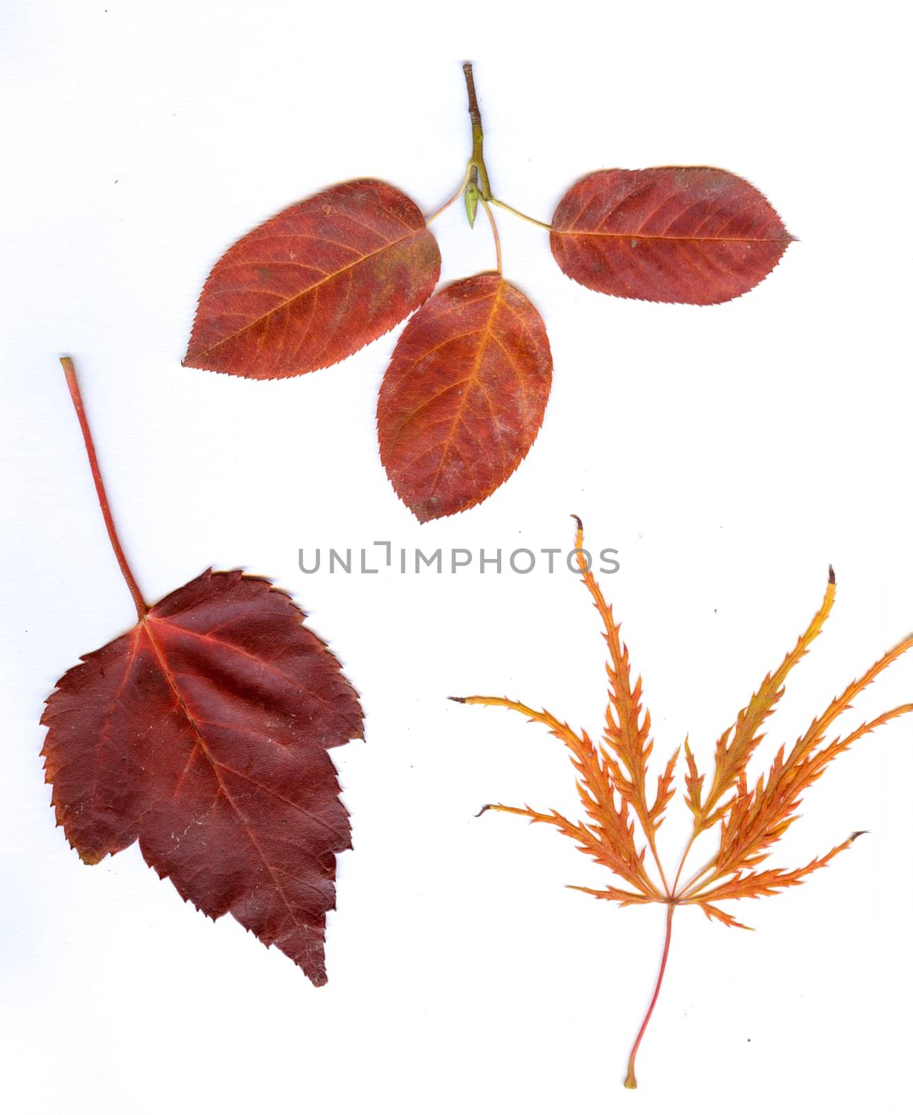 autumn dried leaves isolated on white
