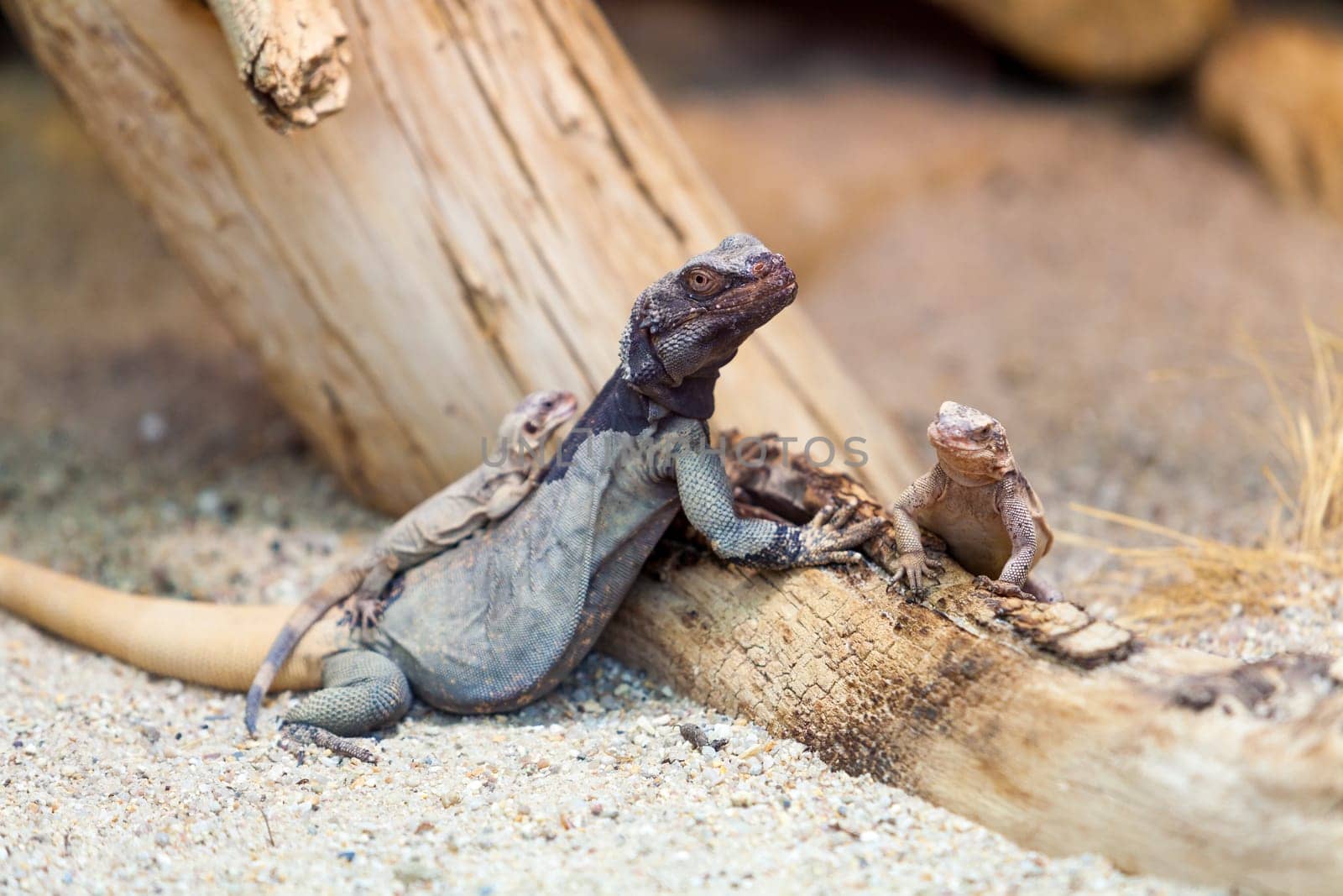 lizard
