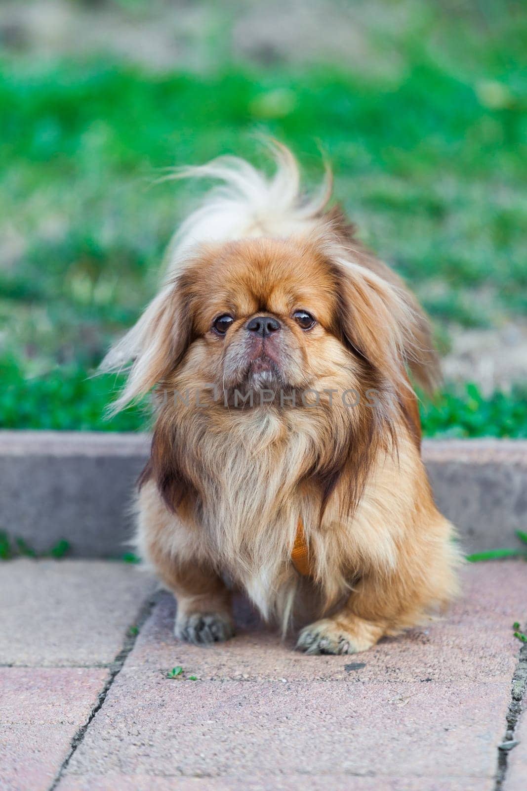 Pekingese dog