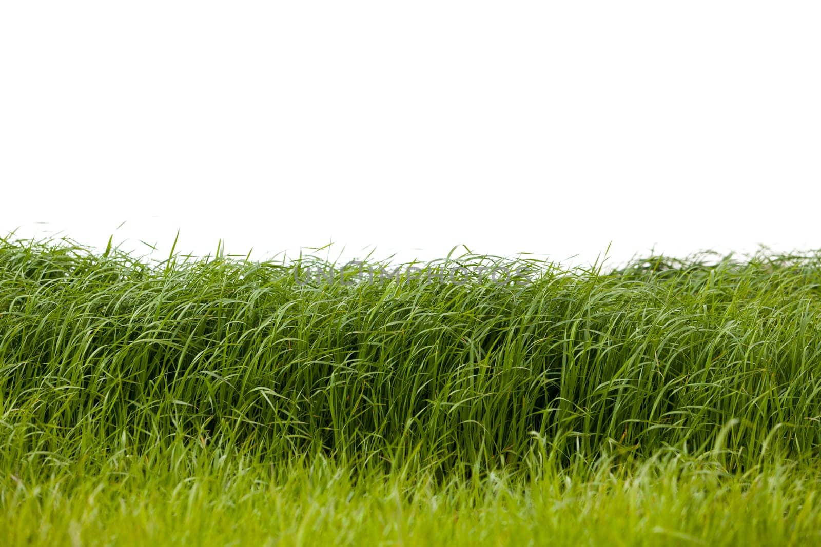 Grass isolated on white background.