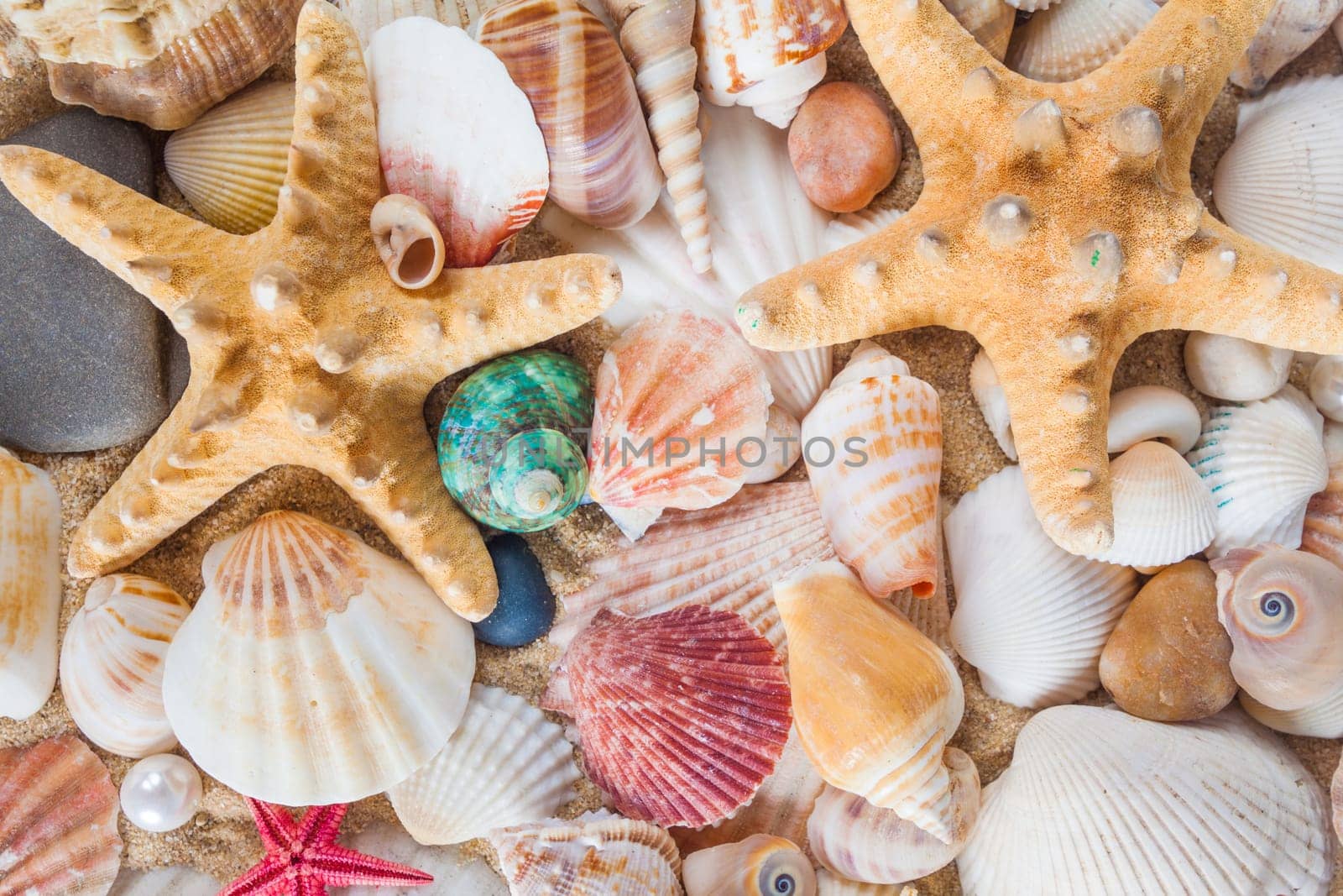 Shells and starfish on sandy beach. Summer background. Summer concept . Starfish with sand as background