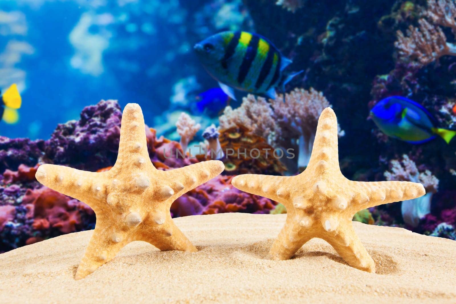 Summer background. Beauty summer background for summer time .Starfish on summer background