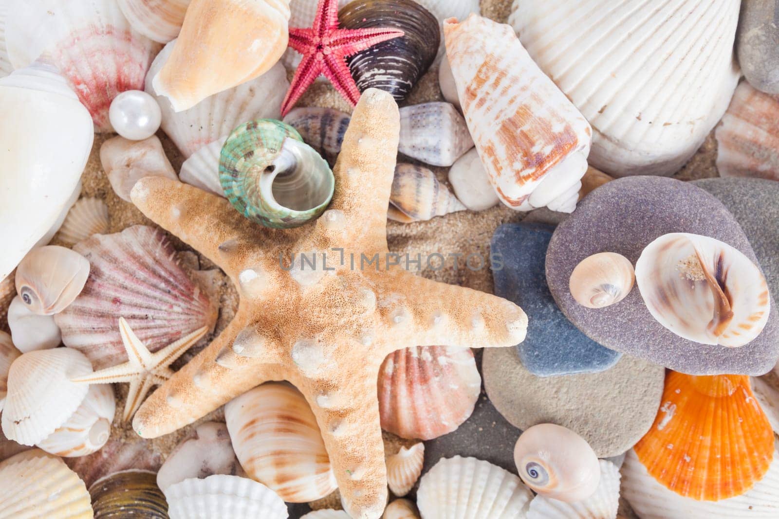 Shells and starfish on sandy beach. Summer background. Summer concept . Starfish with sand as background