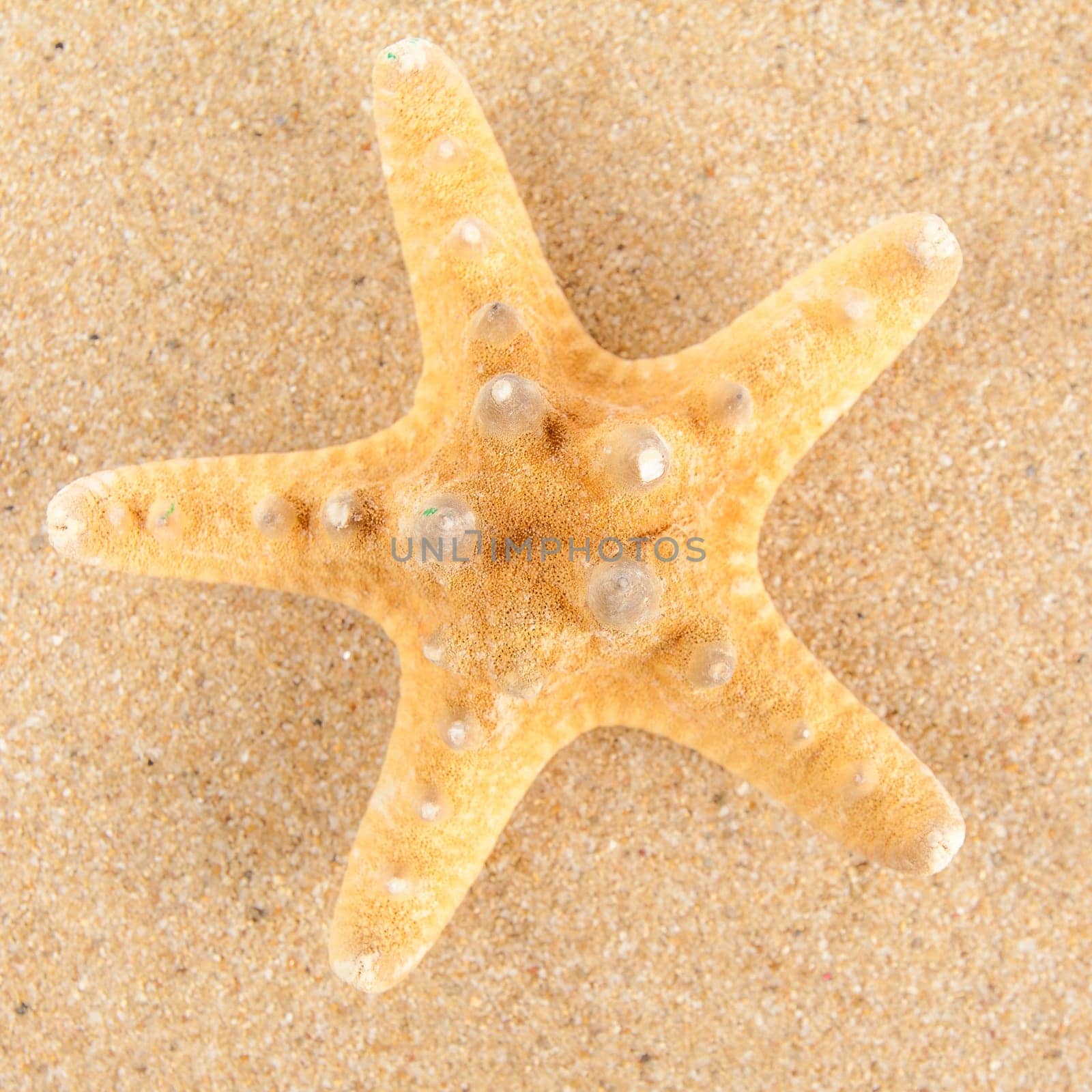 Summer background. Beauty summer background for summer time .Starfish on summer background