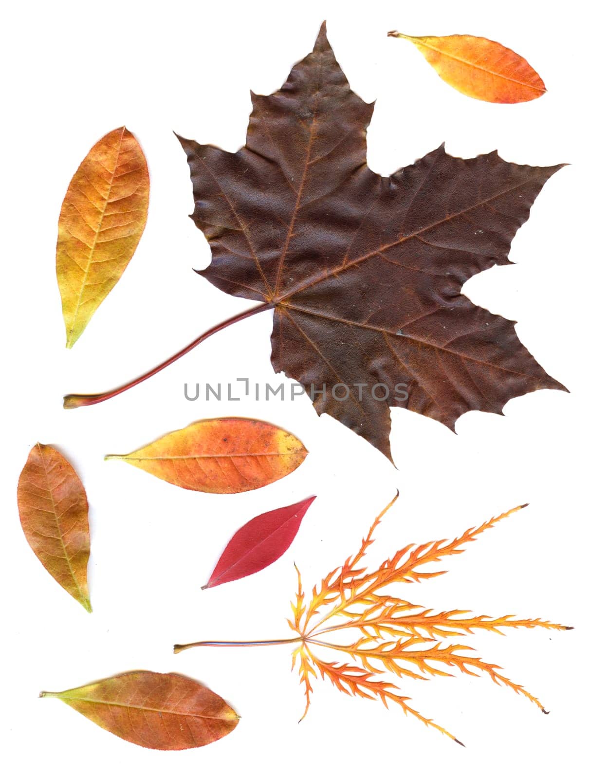 autumn dried leaves isolated on white