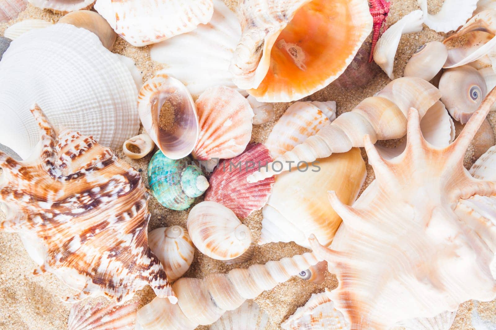 Shells and starfish on sandy beach. Summer background. Summer concept . Starfish with sand as background