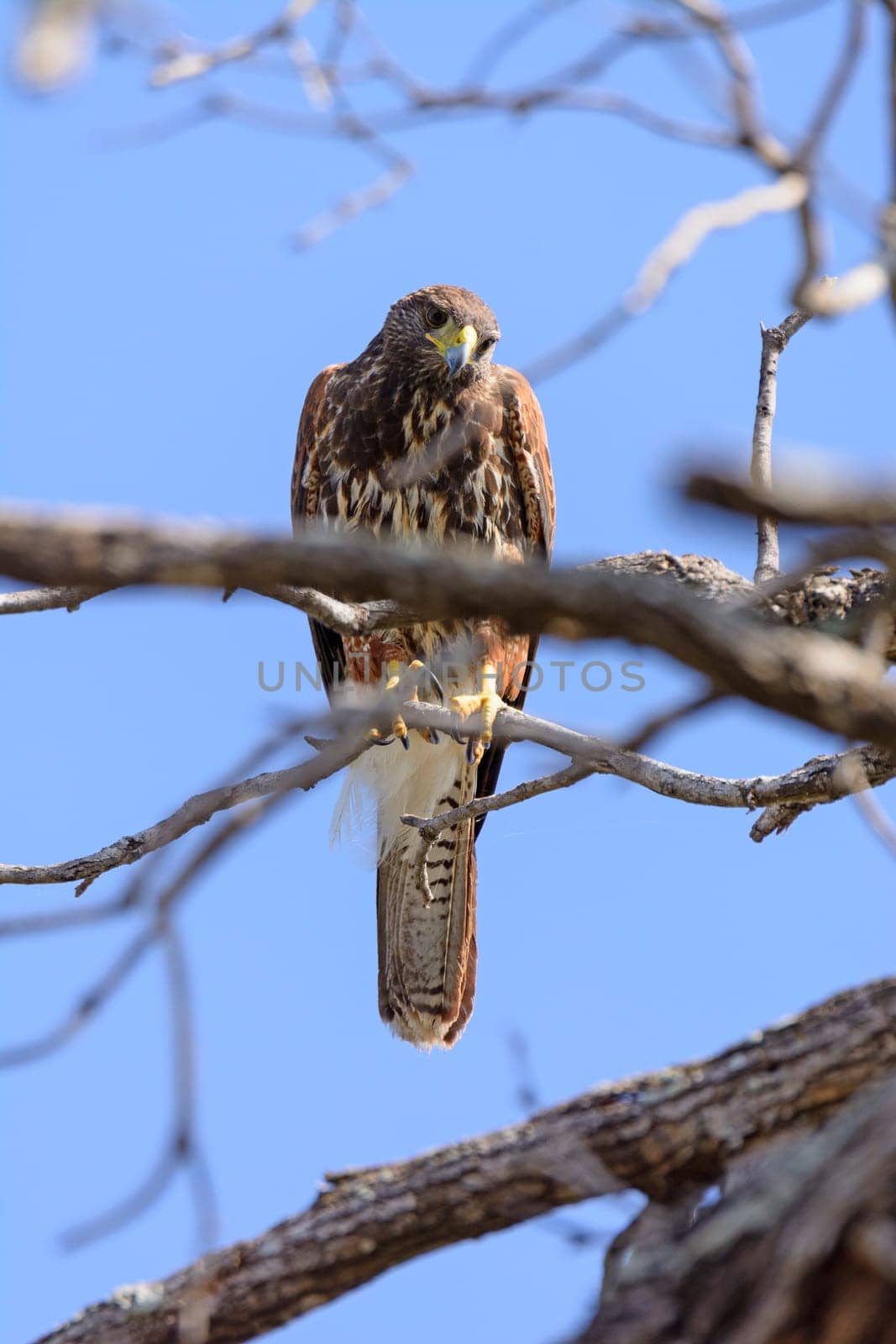 Red Shouldered Hawk Looking Down in the Santa Ana Wildlife Refuge in Texas