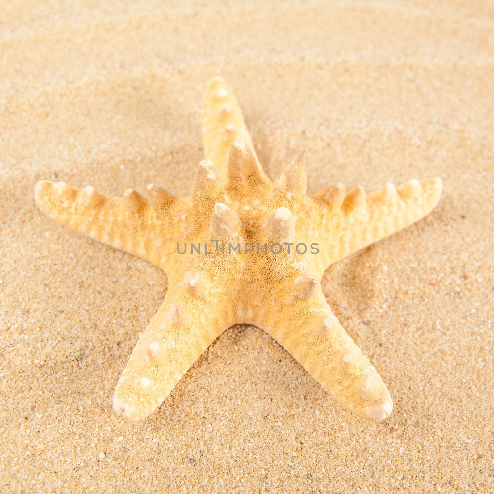 Beautiful starfish on the beach.