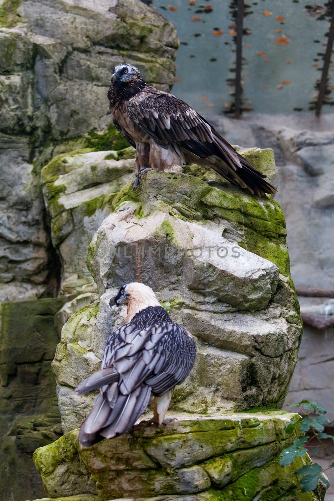 Bearded vulture (Gypaetus barbatus) .  Lammergeier or Bearded Vulture