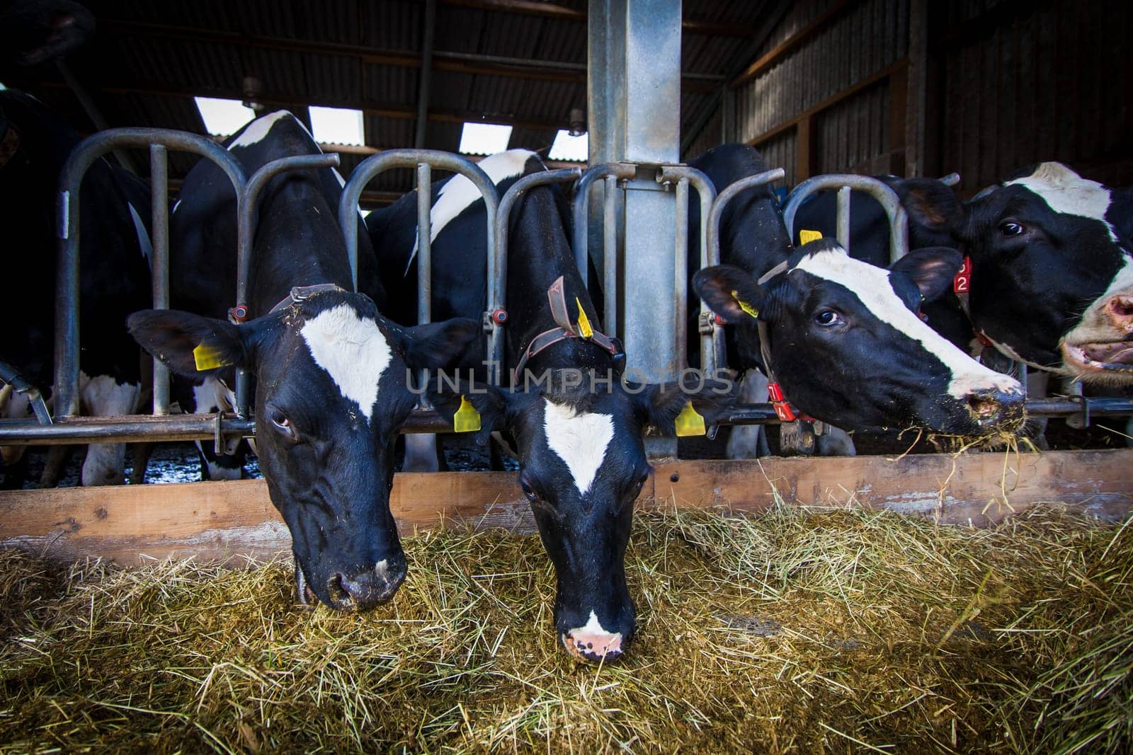 cows in a farm.  Dairy cows .