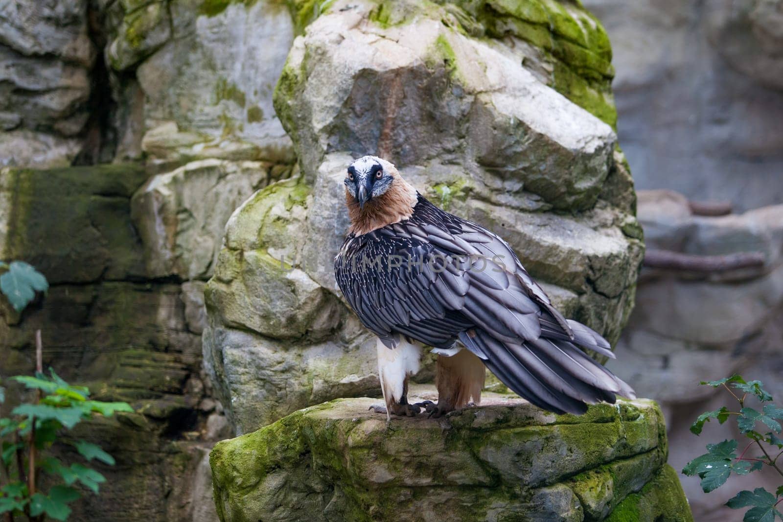 Bearded vulture (Gypaetus barbatus) .  Lammergeier or Bearded Vulture