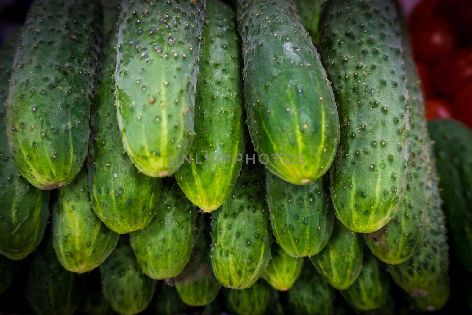 Pile of fresh green cucumbers