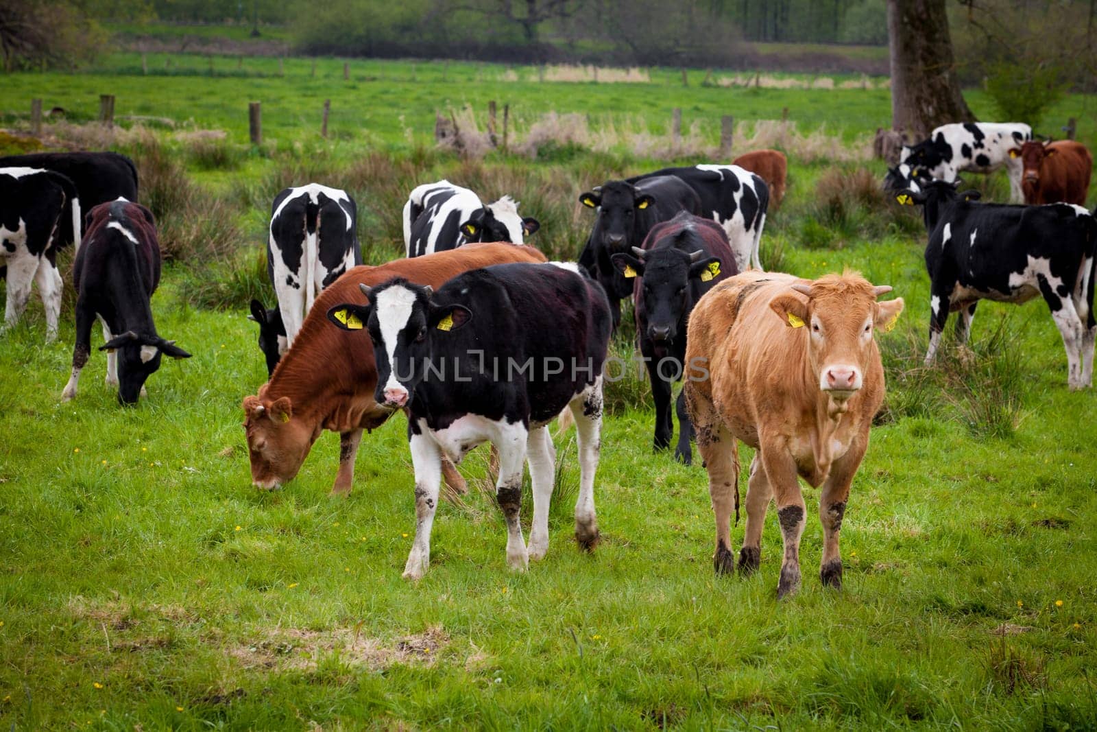 Herd of cows. Cows on a green field. Cows on the field