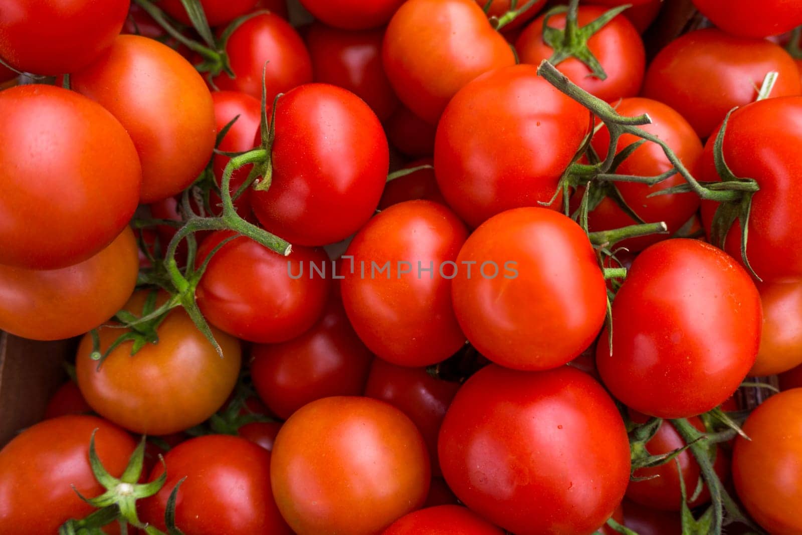 red tomatoes background. Group of tomatoes