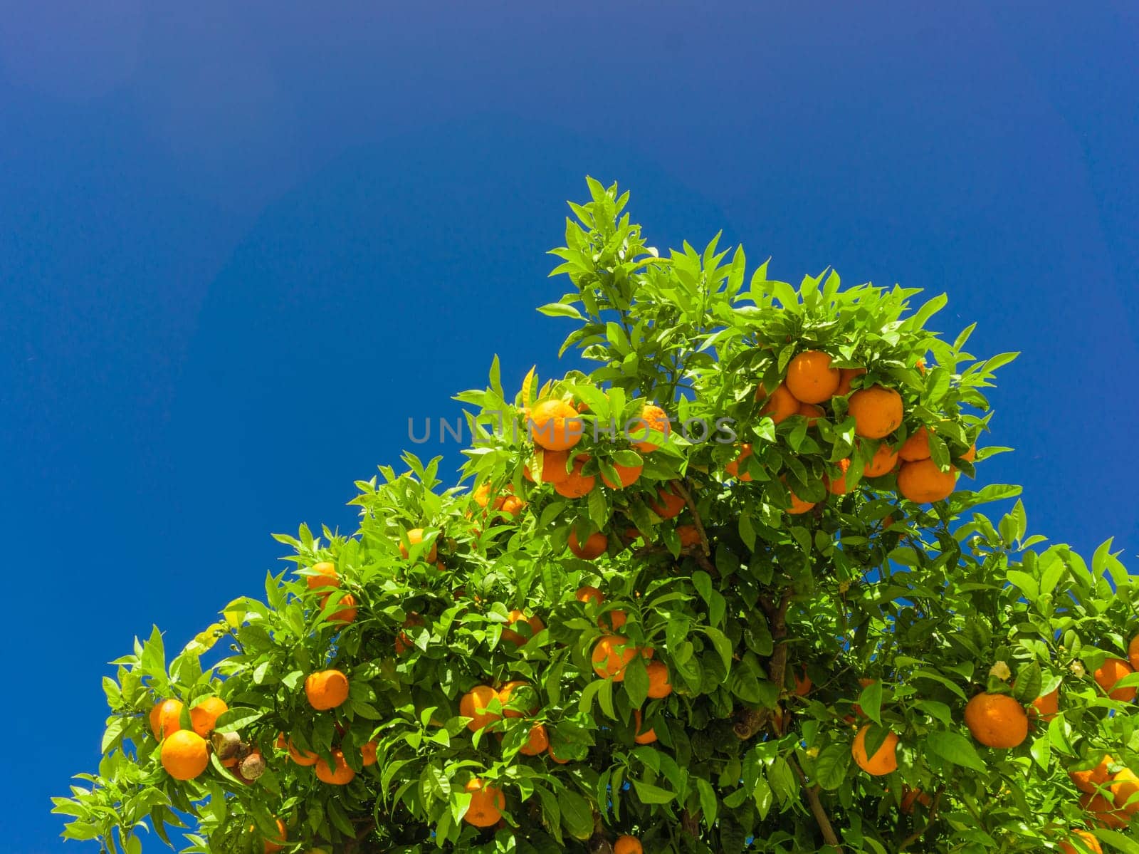 Orange tree. oranges hanging on branch, orange orchard