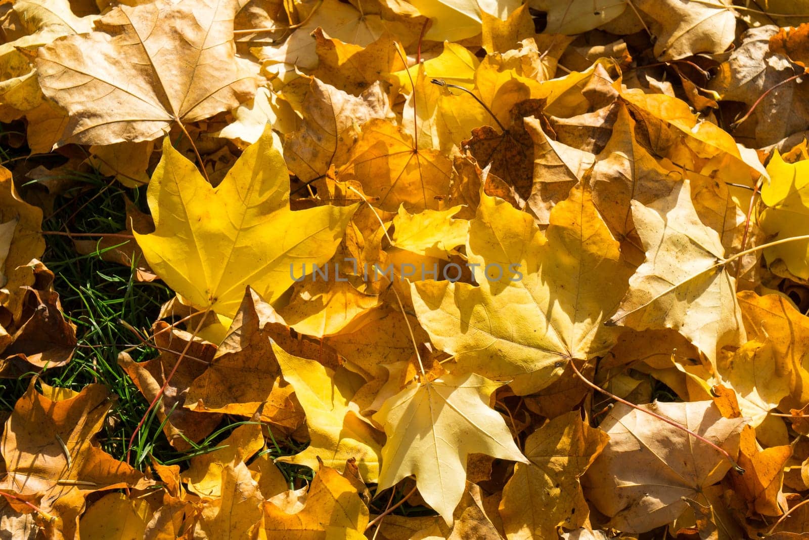 Many Golden autumn leaves covering the lawn while the sun shines through the beautiful leaves