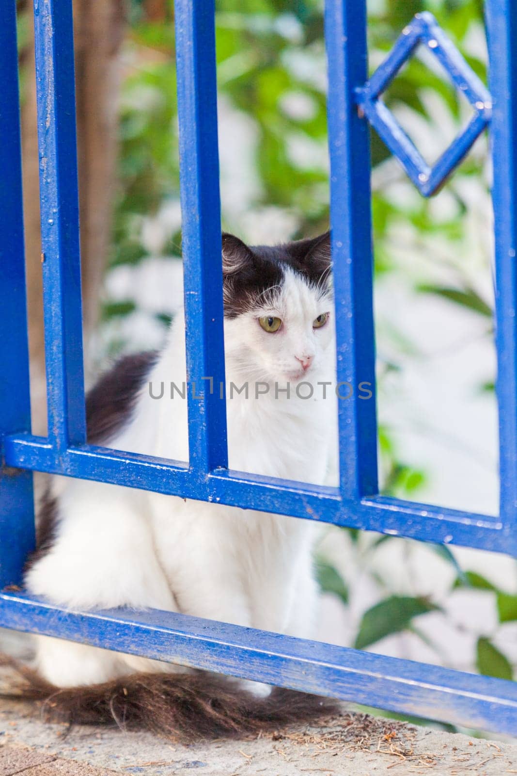 street cat
