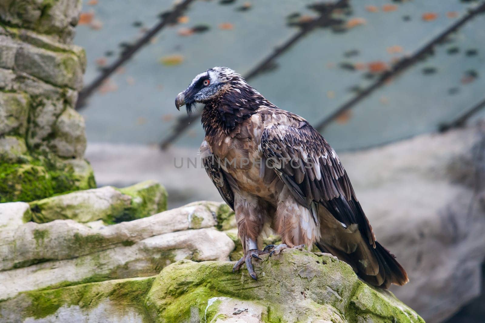 Bearded vulture (Gypaetus barbatus) .  Lammergeier or Bearded Vulture