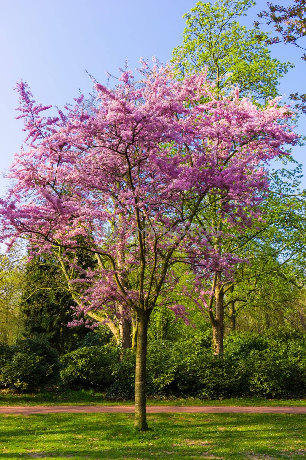 Beautiful park.  Beautiful landscape. Garden
