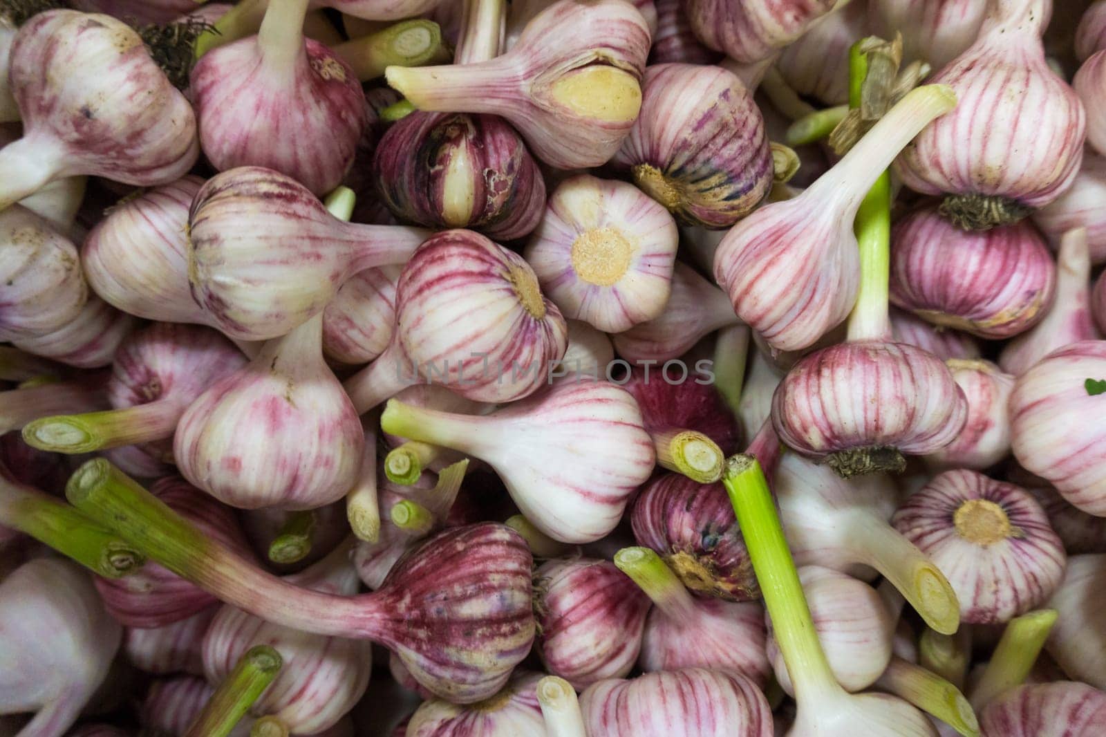 Fresh Garlic.  Garlic pile for background