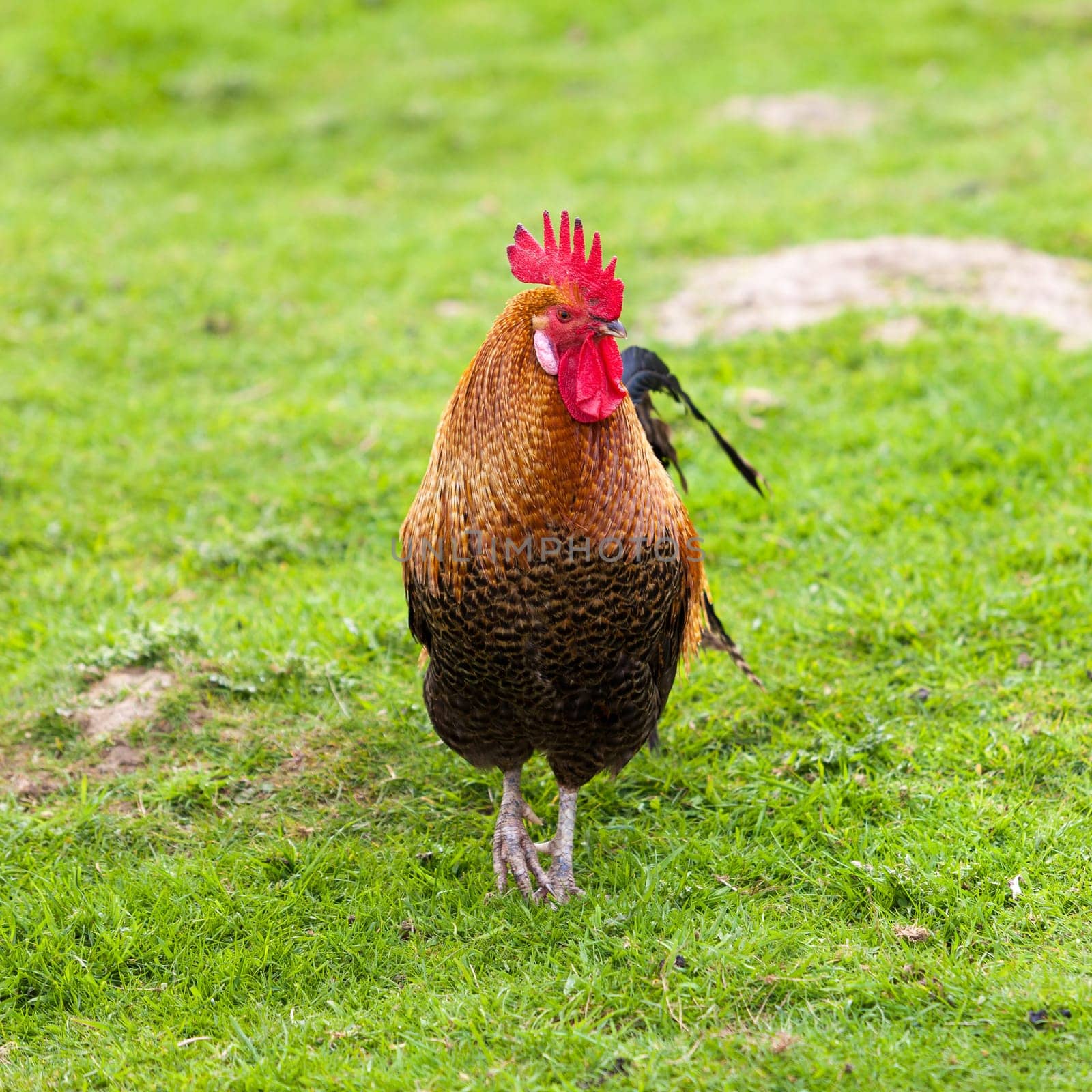 Rooster on farm