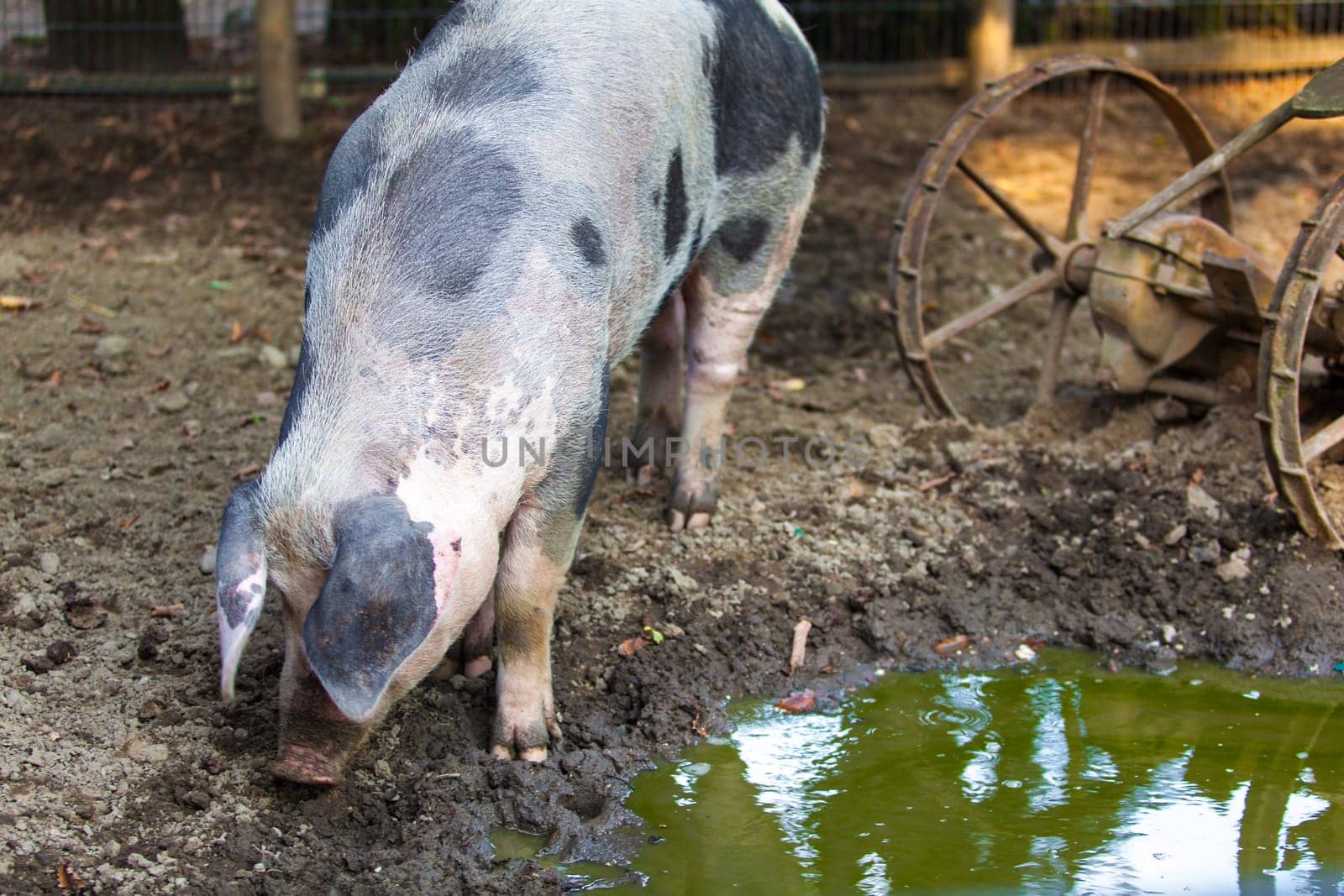 big pig on a farm