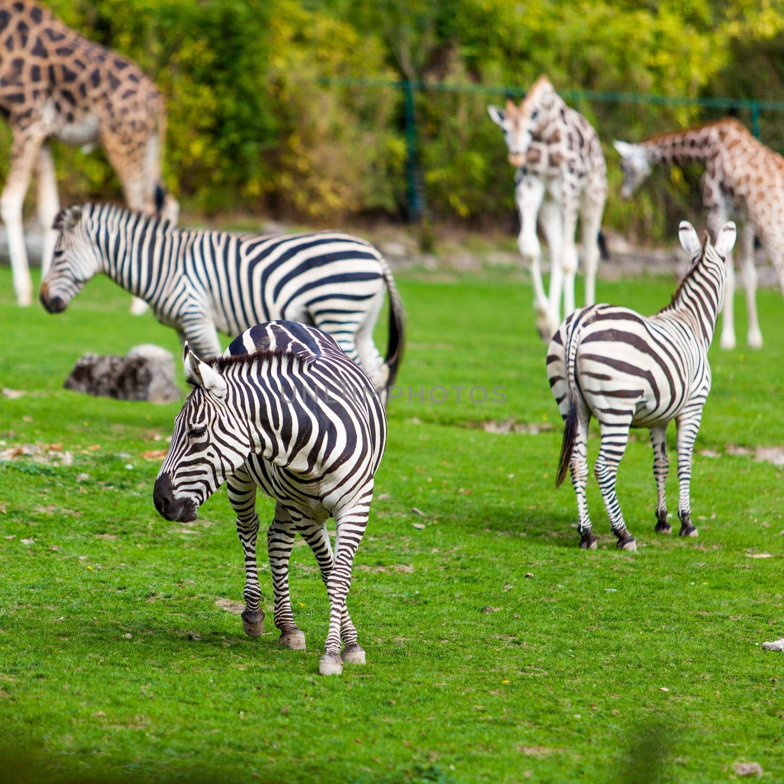 zebra and giraffe  at the green park in Zoo
