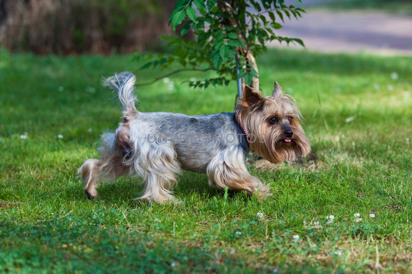 Yorkshire Terrier Dog