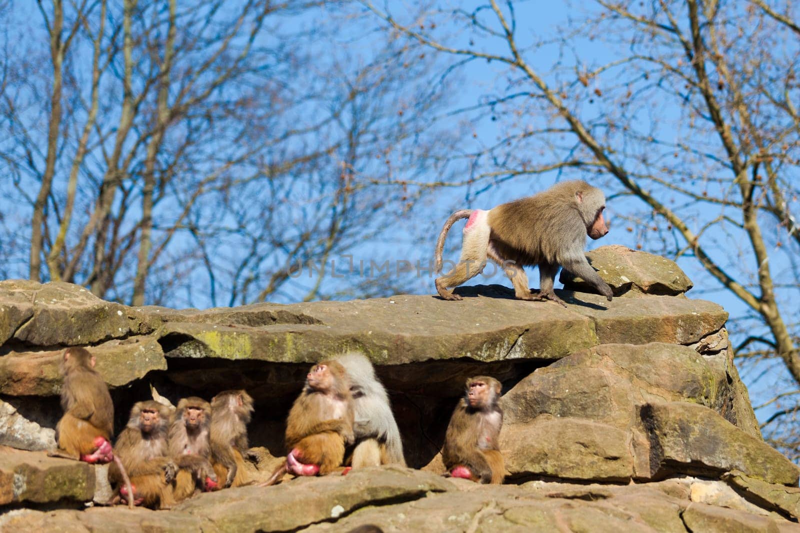 monkey family