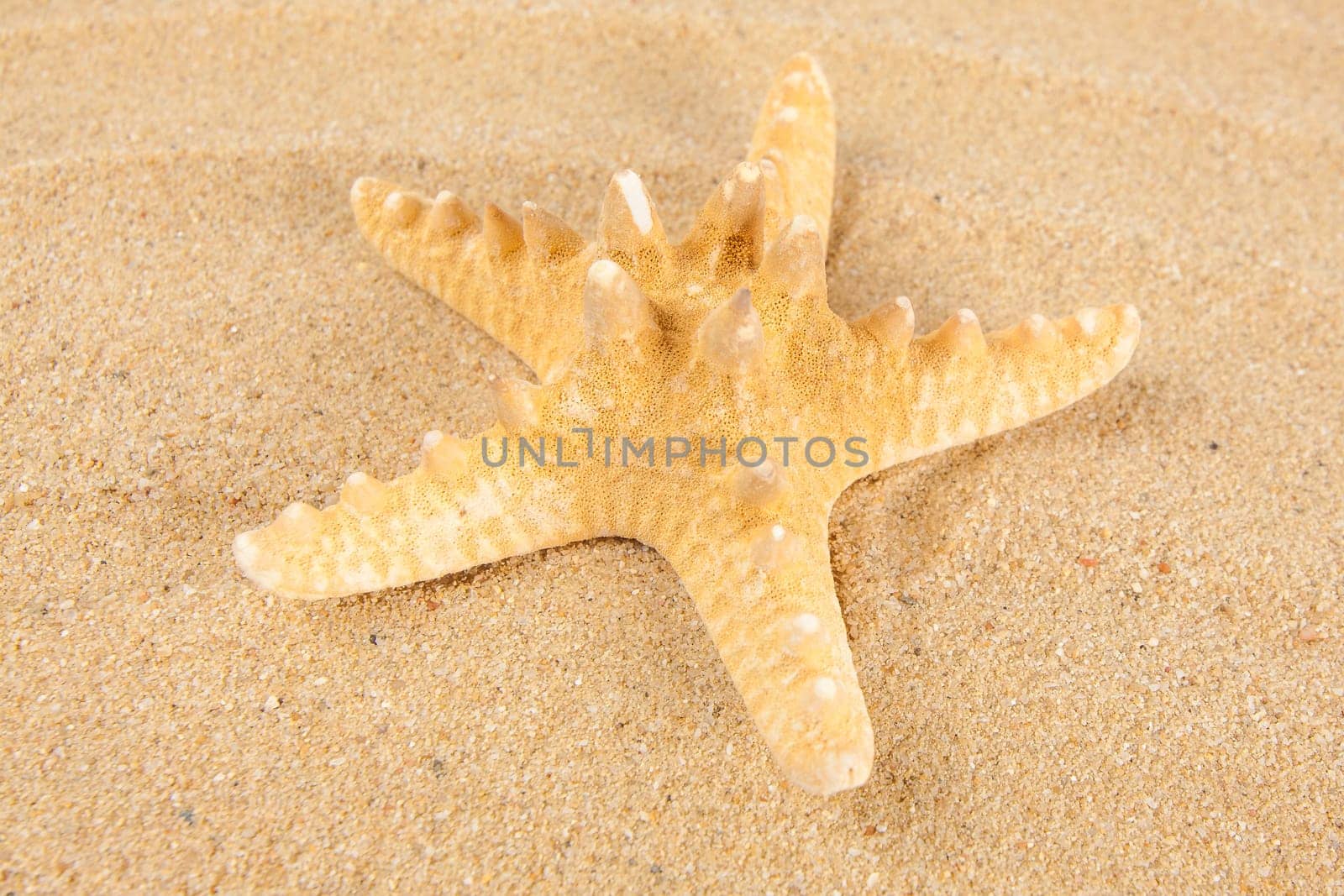Beautiful starfish on the beach.