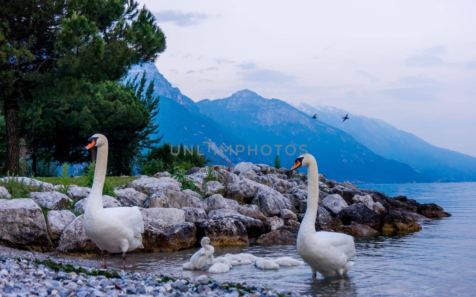Swans on the lake. Swans with nestlings. Swan with chicks. Mute swan family.